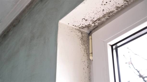 Best Home Mold Removal  in Dearborn, MI