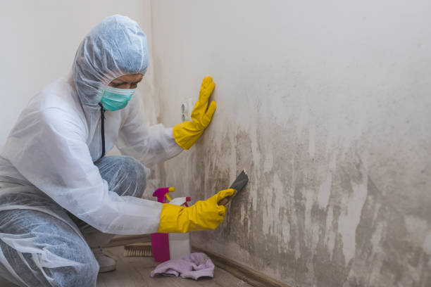 Best Crawl Space Mold Removal  in Dearborn, MI