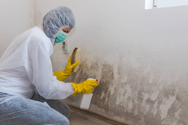 Best Attic Mold Removal  in Dearborn, MI