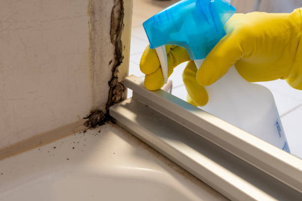 Best Black Mold Removal  in Dearborn, MI