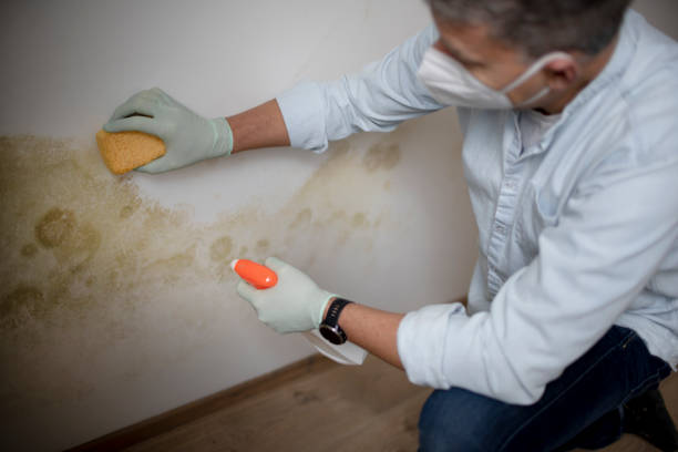Crawl Space Mold Removal in Dearborn, MI