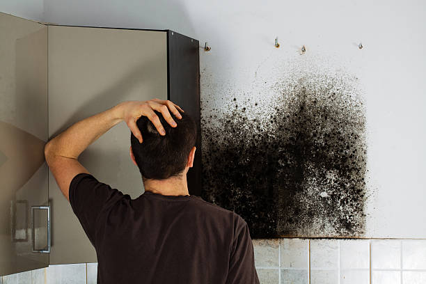 Best Same-Day Mold Removal  in Dearborn, MI